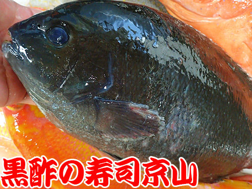 メジナ　魚